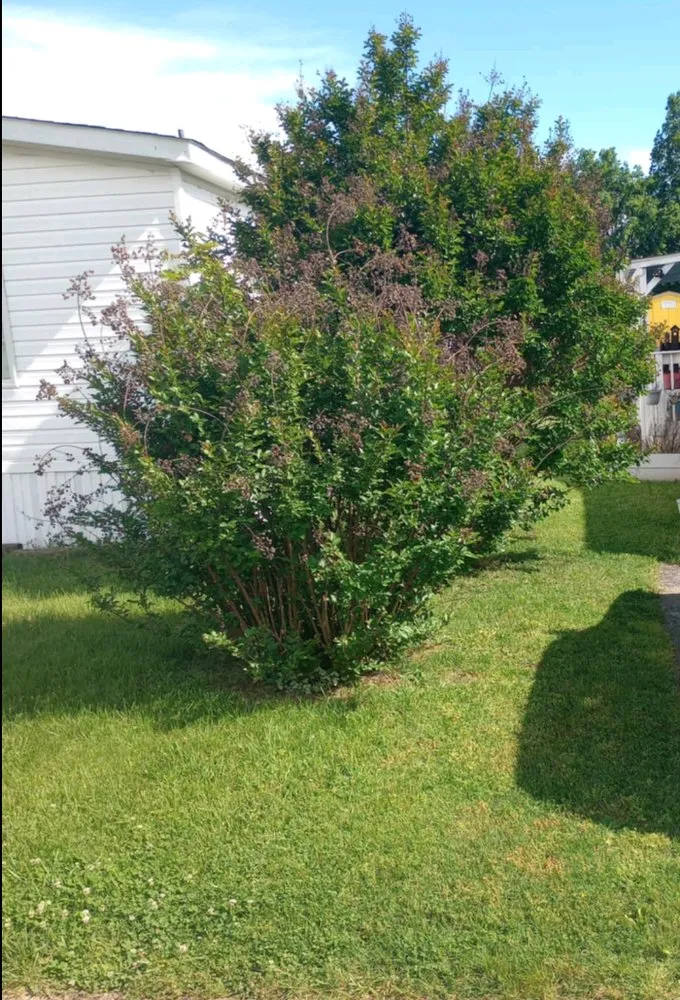 Expert residential landscaping for year-round maintenance across Louisville, KY - Zombie Lawning