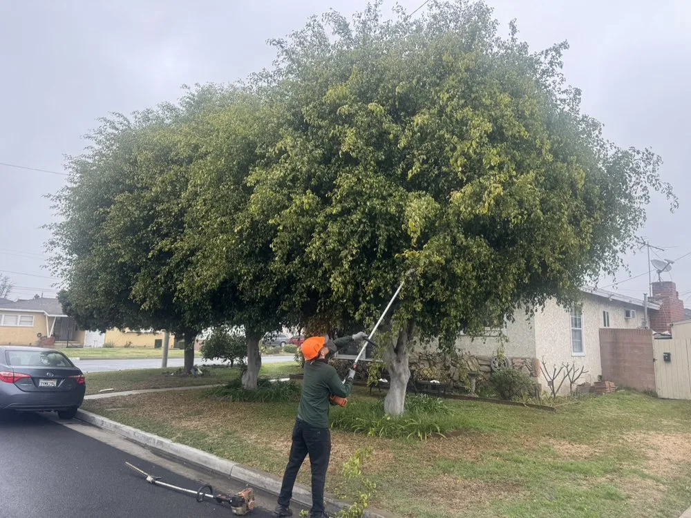 Top-rated residential landscaping experts serving West Covina, CA - Zona Verde