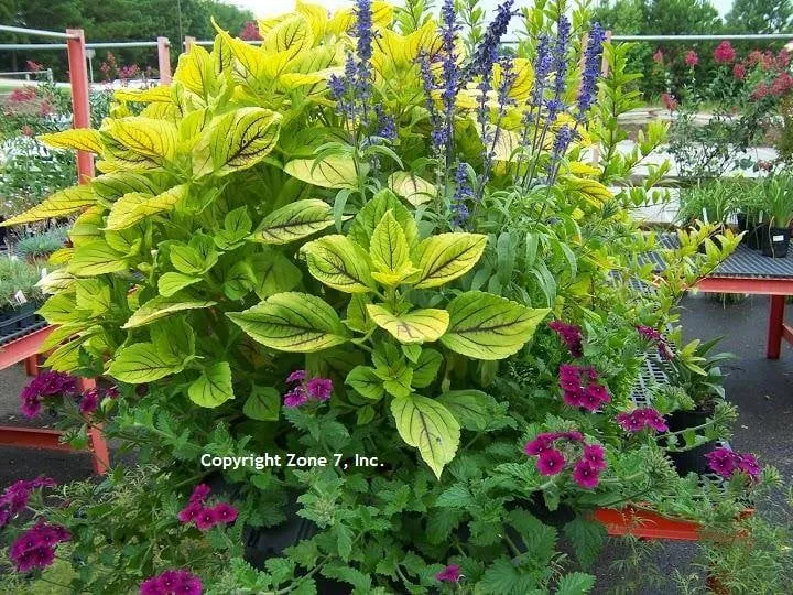 Trusted outdoor landscaping in Seneca, SC by Zone 7 Landscape Center