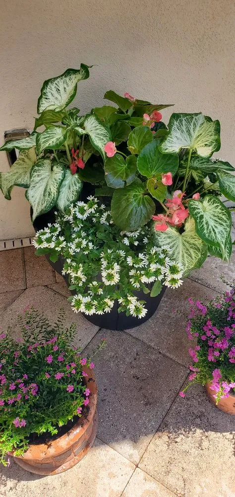 Affordable residential landscaping in Belleair Bluffs, FL - Zone 9 Creations