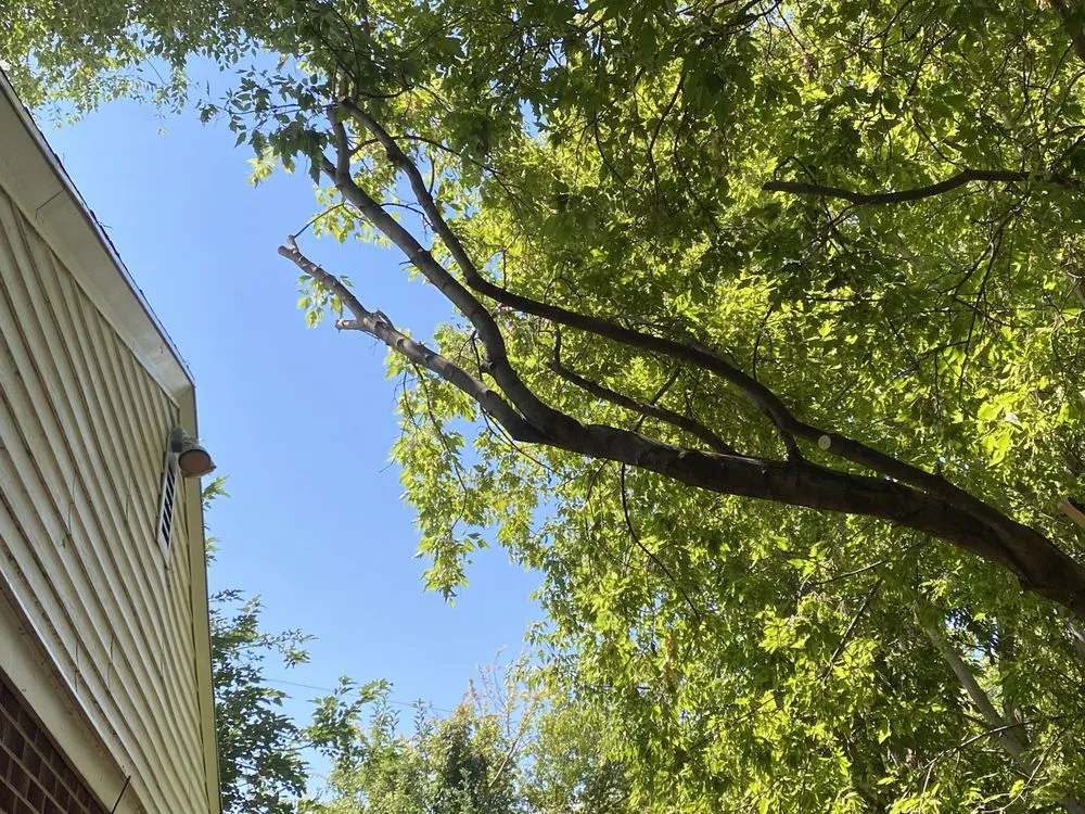 Trusted yard maintenance in Midvale, UT by Zoom