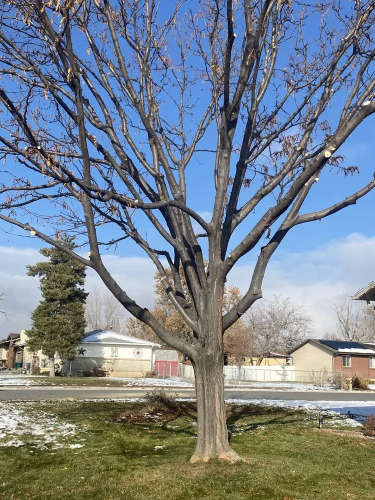 Affordable yard cleanup service in Salt Lake City, UT by Zoom Tree Experts & Landscaping