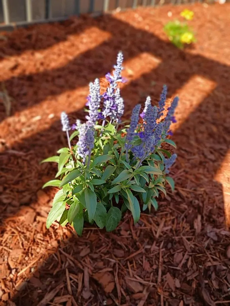 Professional garden landscaping in Pensacola, FL by Zorja Lawn Care