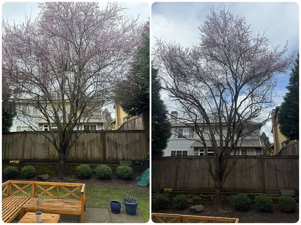 Trusted landscaping services for year-round maintenance in Lynnwood, WA by Zorro Landscaping