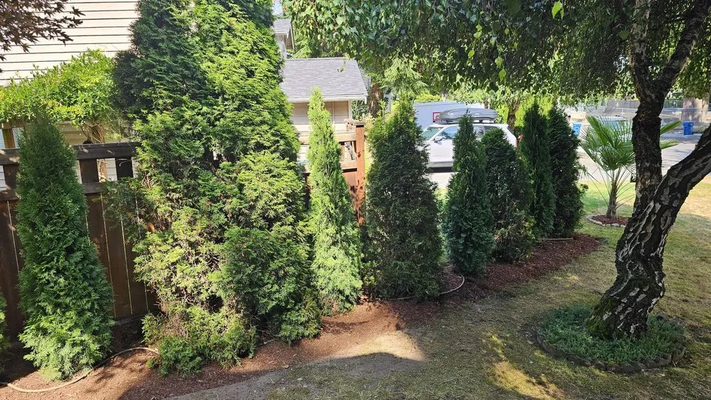 Top-rated lawn care service experts serving Lynnwood, WA - Zorro Landscaping