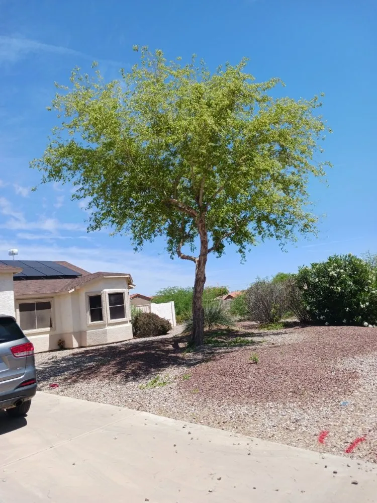 Local lawn care service experts serving Eloy, AZ - Zos Yard and Maintenance