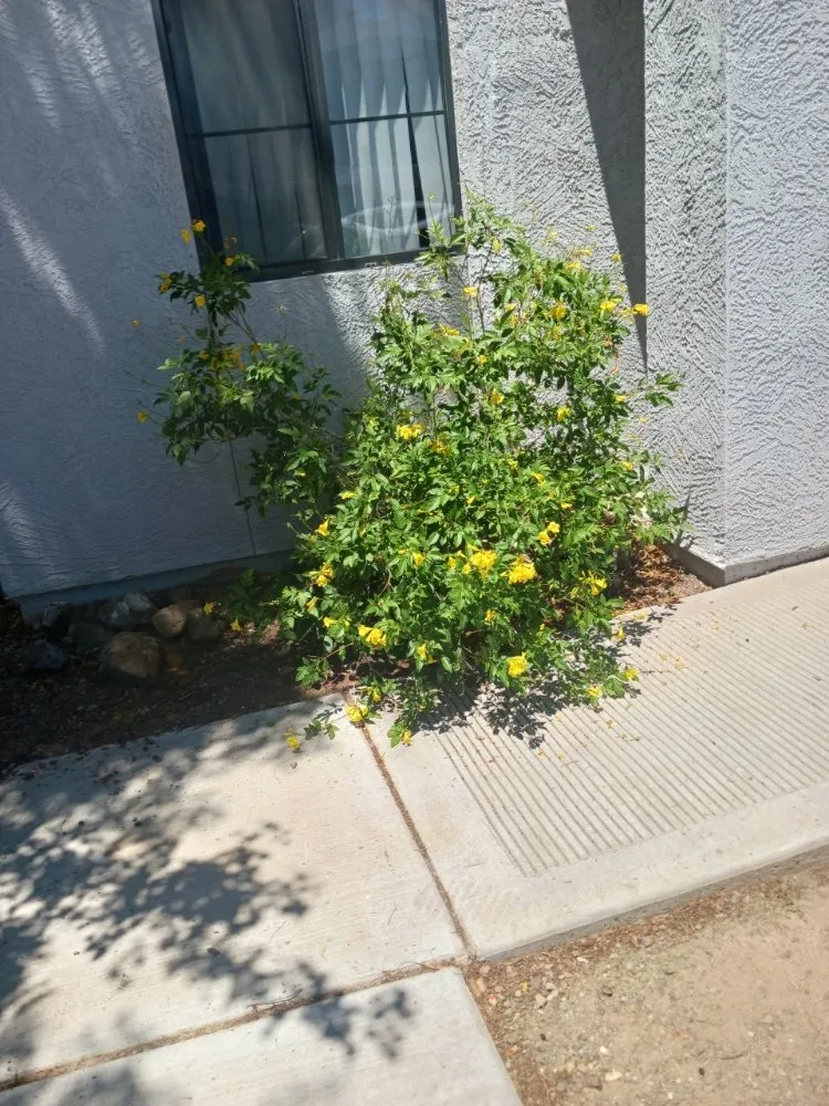 Custom outdoor landscaping for homes in Eloy, AZ by Zos Yard and Maintenance