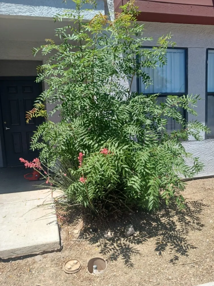 Affordable yard maintenance for residential properties in Eloy, AZ by Zos Yard and Maintenance