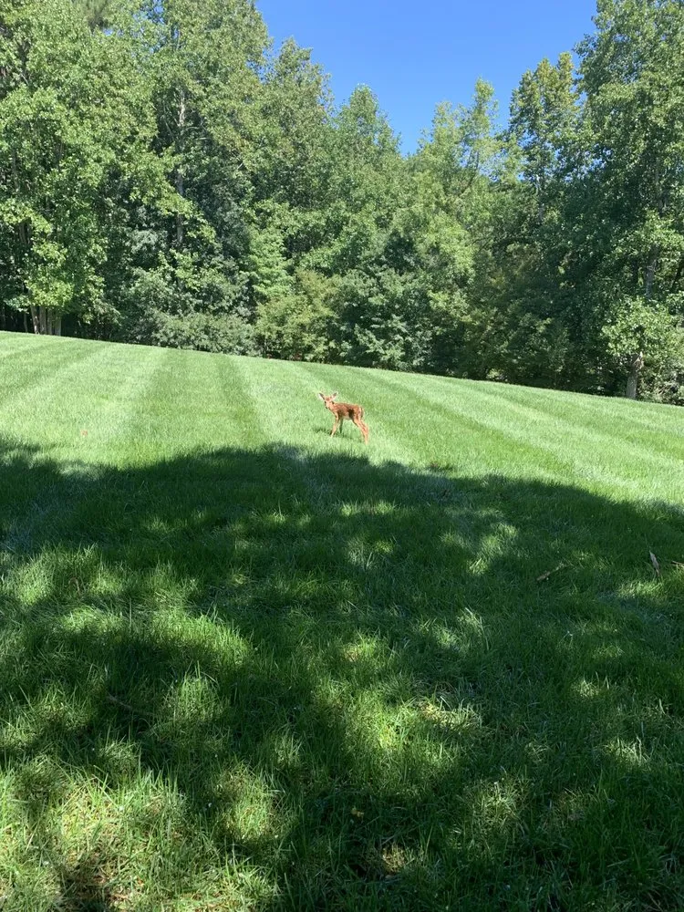 Custom landscape installation for outdoor upgrades in Winston-Salem, NC by Zotelo's Lawncare