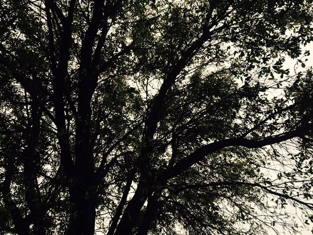 Custom landscaping services for outdoor upgrades across Pflugerville, TX - ZR Landscapes & Irrigation