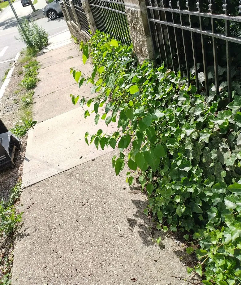 Reliable landscaping services for outdoor upgrades in Pawtucket, RI by Z's Landscaping