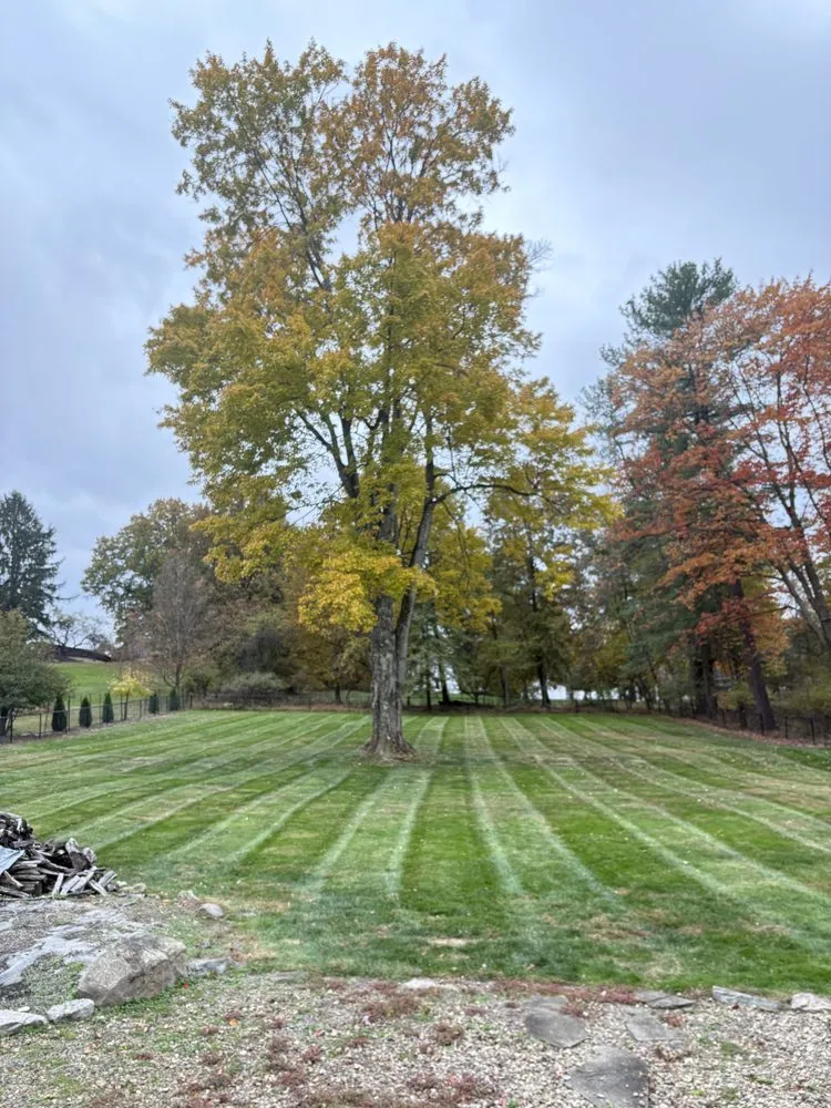 Reliable yard cleanup service in Millvale, PA by Z's Lawn Care