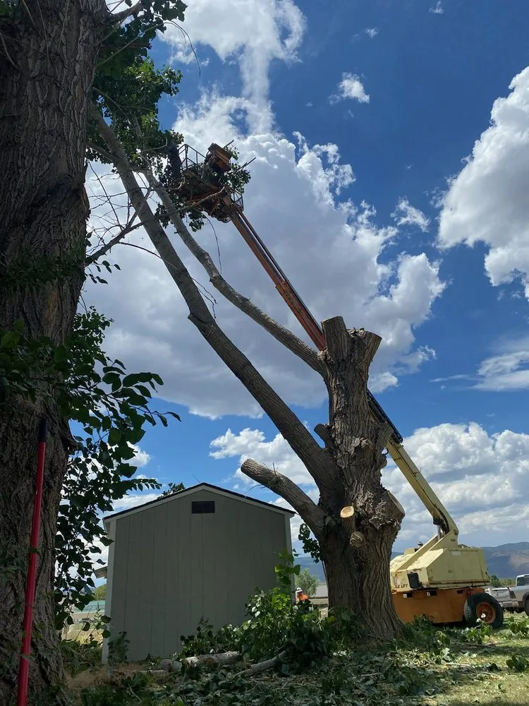 Local yard cleanup service for year-round maintenance in Monroe, UT by Z's Trees