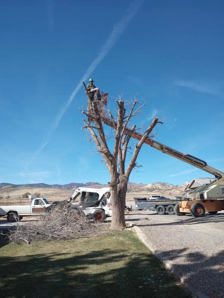 Trusted lawn care service experts serving Monroe, UT - Z's Trees