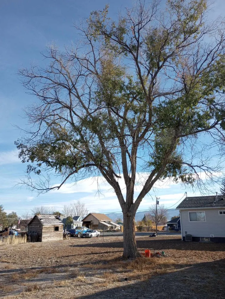 Top-rated outdoor landscaping in Monroe, UT by Z's Trees