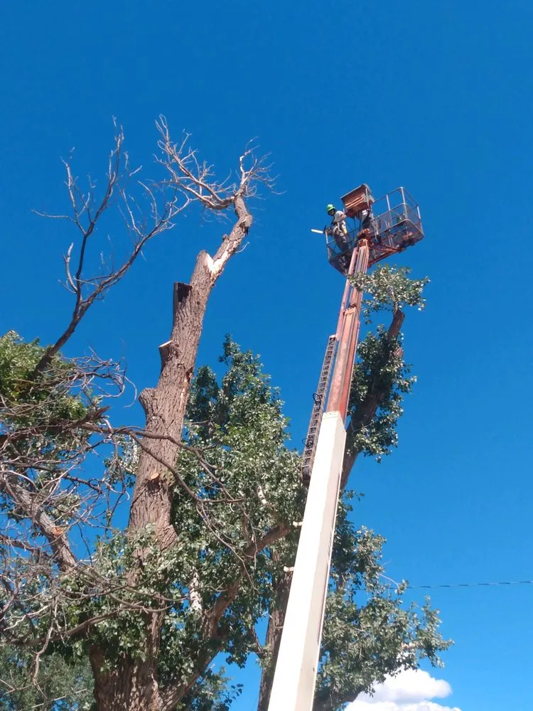 Local landscaping services in Monroe, UT by Z's Trees