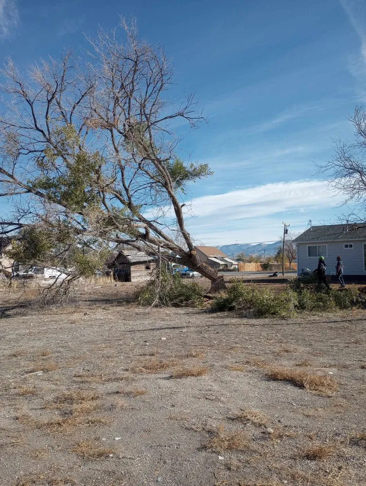 Top-rated residential landscaping in Monroe, UT - Z's Trees