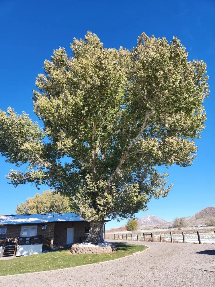 Local landscape design experts serving Monroe, UT - Z's Trees