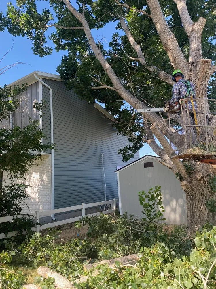 Custom landscaping services for year-round maintenance across Monroe, UT - Z's Trees