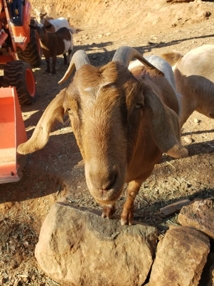 Custom garden landscaping with custom design in Copperopolis, CA by Zukes Maint