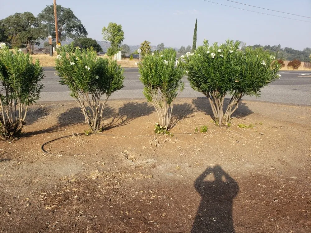 Affordable yard cleanup service for year-round maintenance across Copperopolis, CA - Zukes Maint