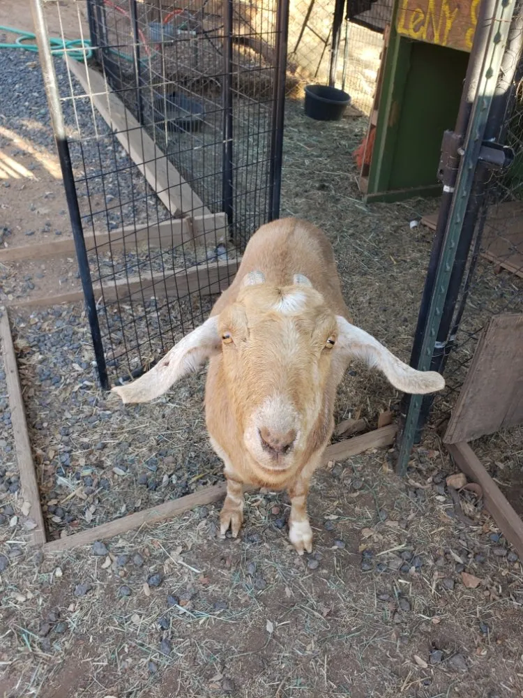 Local yard cleanup service in Copperopolis, CA - Zukes Maint