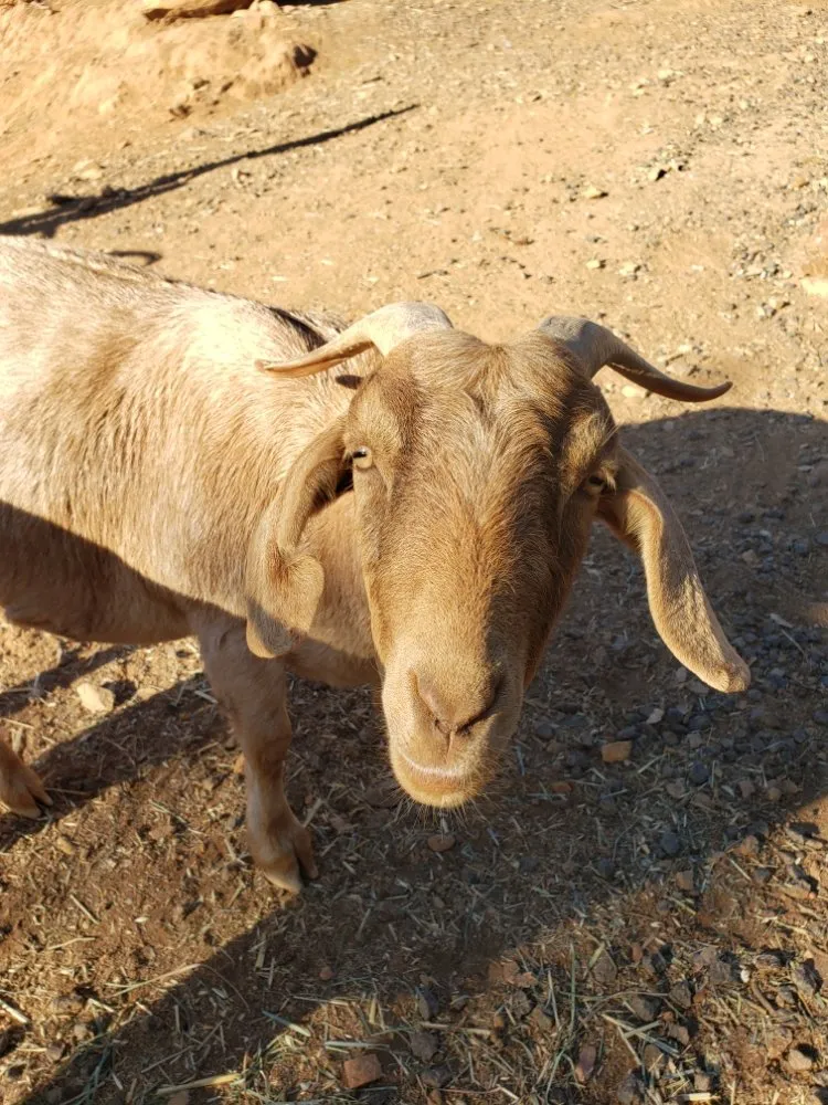 Trusted residential landscaping experts serving Copperopolis, CA - Zukes Maint