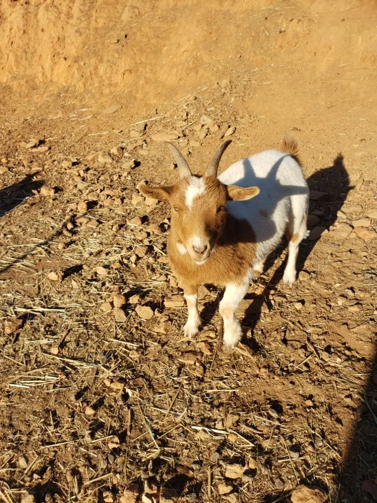 Trusted lawn care service in Copperopolis, CA - Zukes Maint