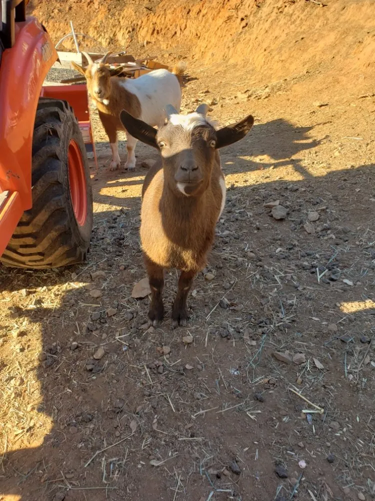 Trusted yard maintenance experts serving Copperopolis, CA - Zukes Maint