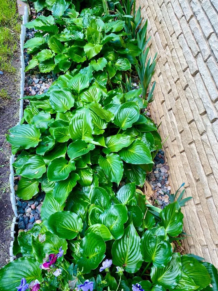 Local lawn mowing service for homes in Wanamingo, MN by Zumbro Valley Landscaping