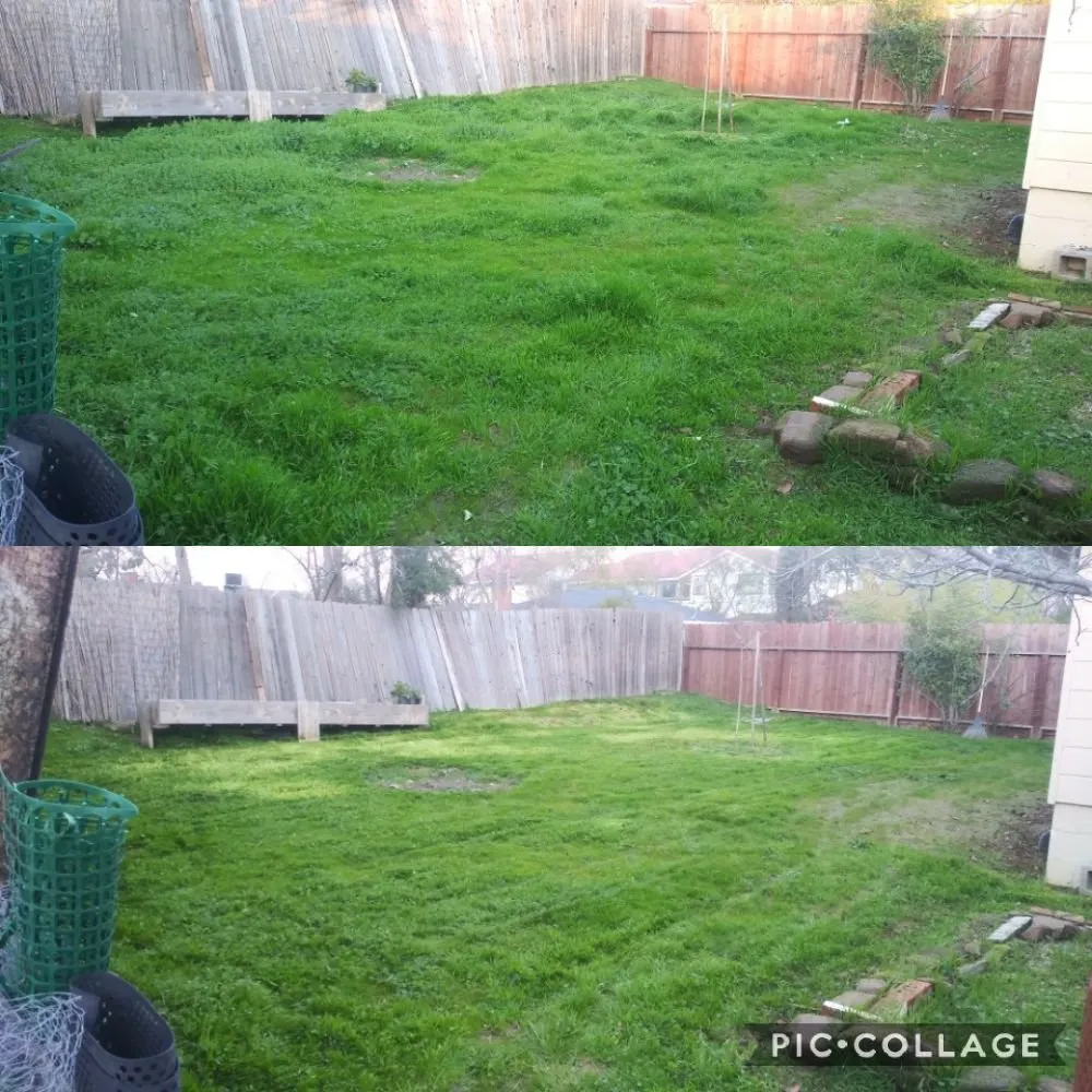 Custom lawn care service experts serving Sacramento, CA - Zuniga Gardening Service