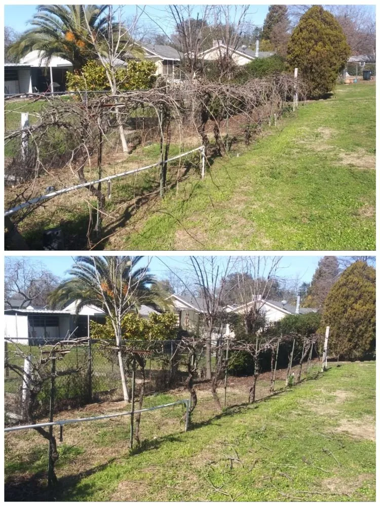 Top-rated landscaping services with custom design in Sacramento, CA by Zuniga Gardening Service