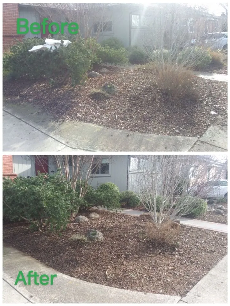 Trusted yard cleanup service in Sacramento, CA by Zuniga Gardening Service