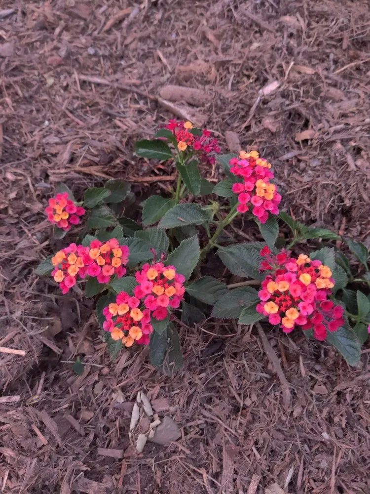 Local lawn care service experts serving Rancho Cucamonga, CA - Zuniga Landscape