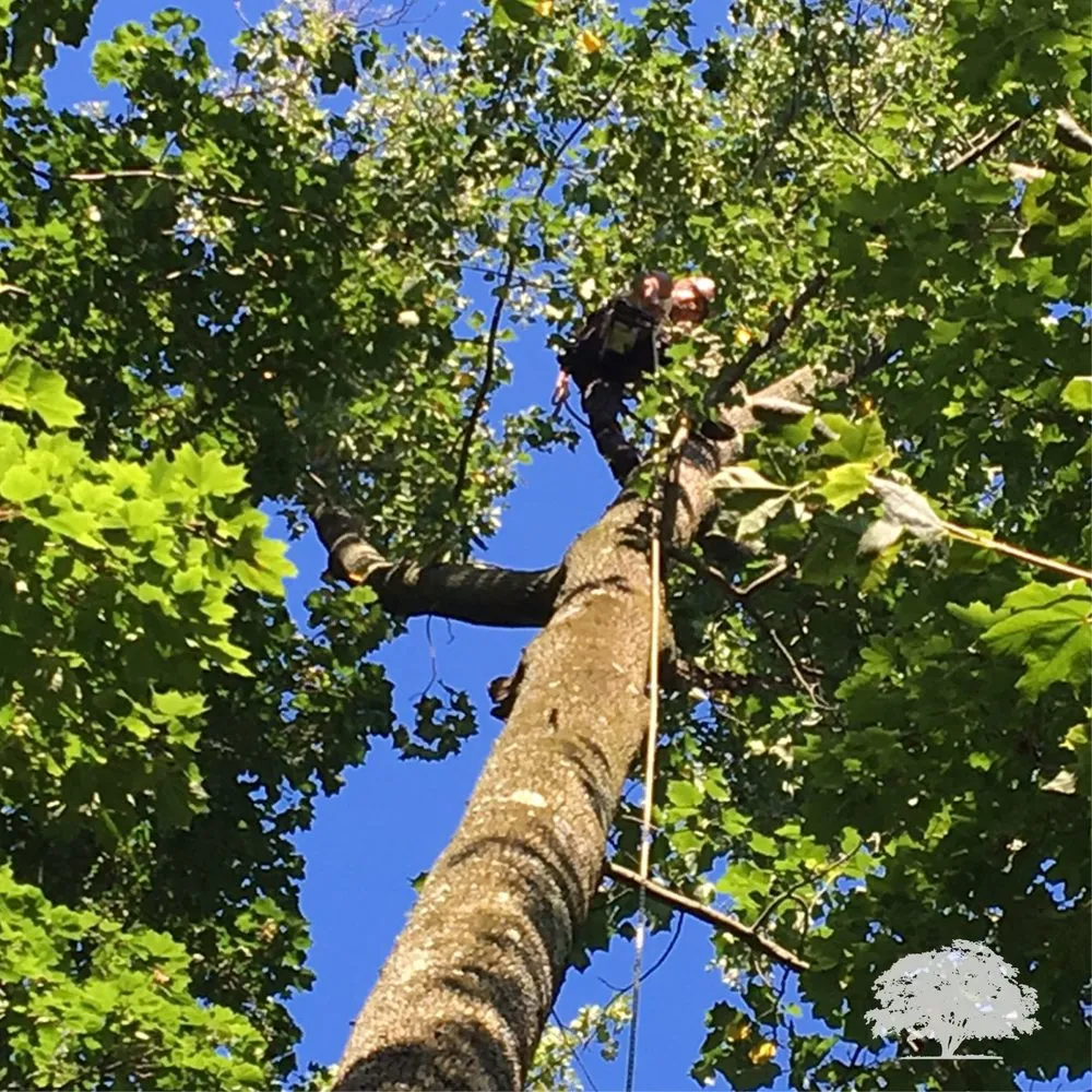 Trusted landscaping services for residential properties in Norristown, PA by Zuniga Landscaping