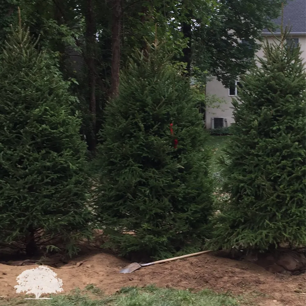 Top-rated yard cleanup service experts serving Norristown, PA - Zuniga Landscaping