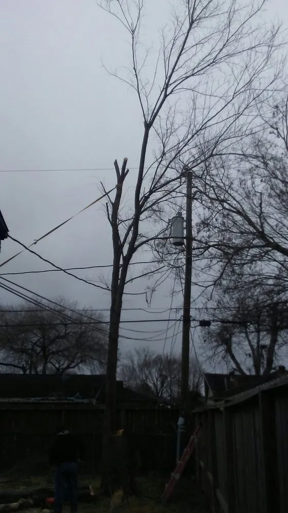 Local landscaping services experts serving Pasadena, TX - Zuniga Lawn Service