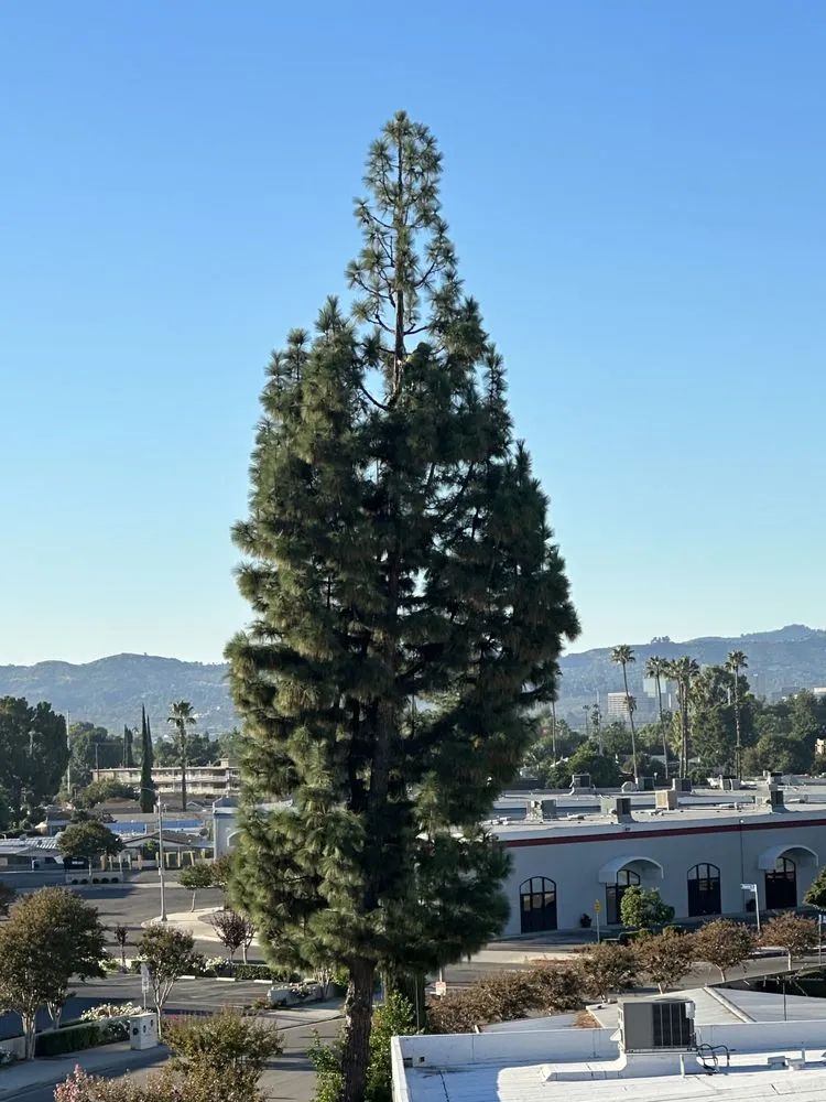 Top-rated landscape installation in Los Angeles, CA - Zuniga's Tree Service