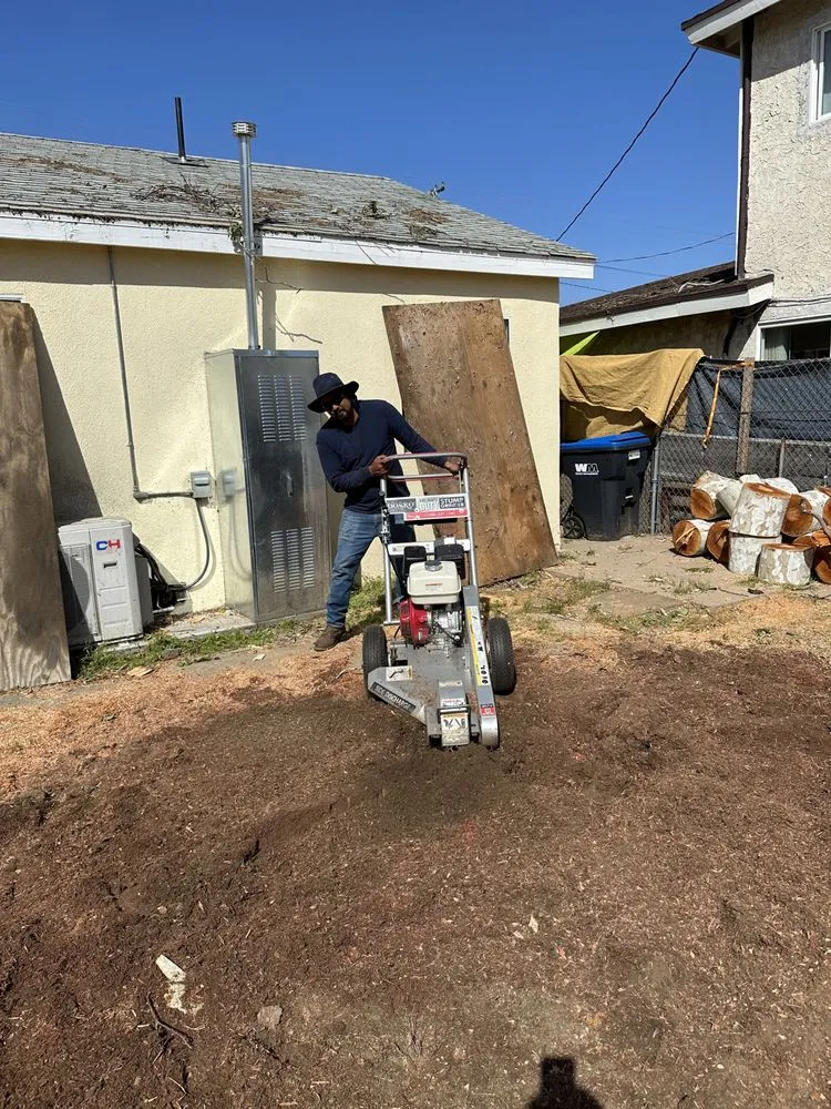 Trusted yard maintenance experts serving Los Angeles, CA - Zuniga's Tree Service