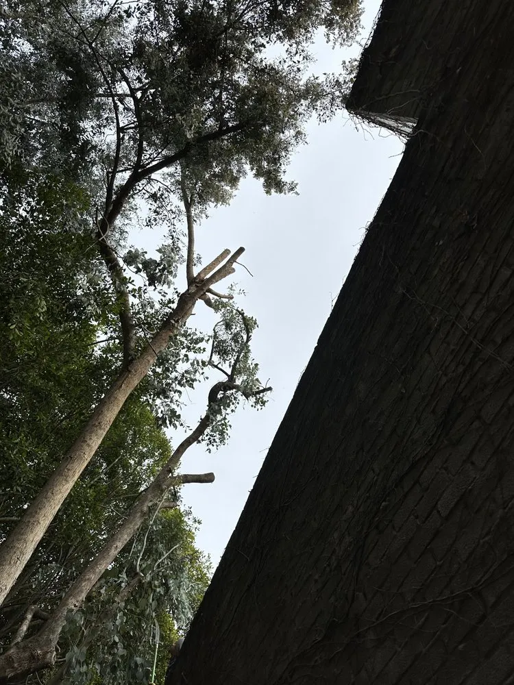 Trusted landscape installation with custom design across Los Angeles, CA - Zuniga's Tree Service