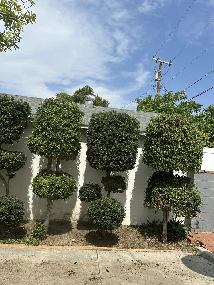 Local outdoor landscaping experts serving Los Angeles, CA - Zuniga's Tree Service