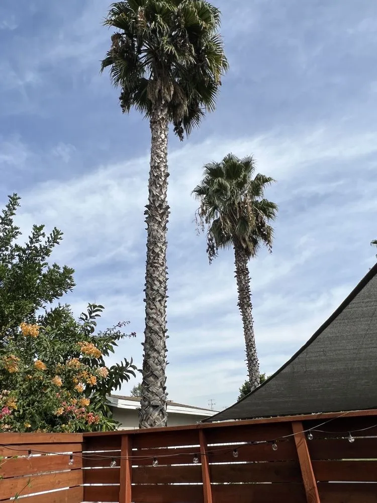 Trusted landscaping services for year-round maintenance in Los Angeles, CA by Zuniga's Tree Service