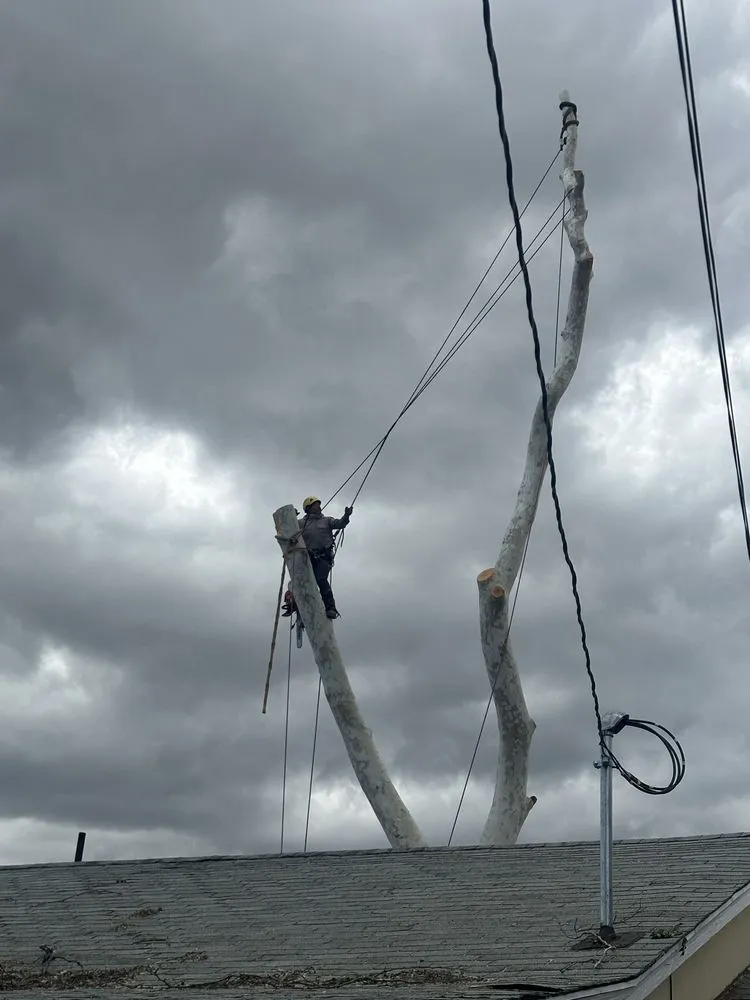 Professional yard cleanup service for homes across Los Angeles, CA - Zuniga's Tree Service