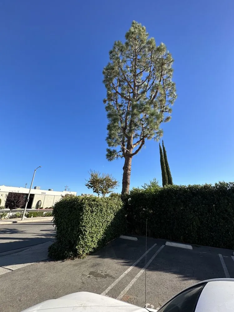 Expert landscaping services for beautiful yards in Los Angeles, CA by Zuniga's Tree Service