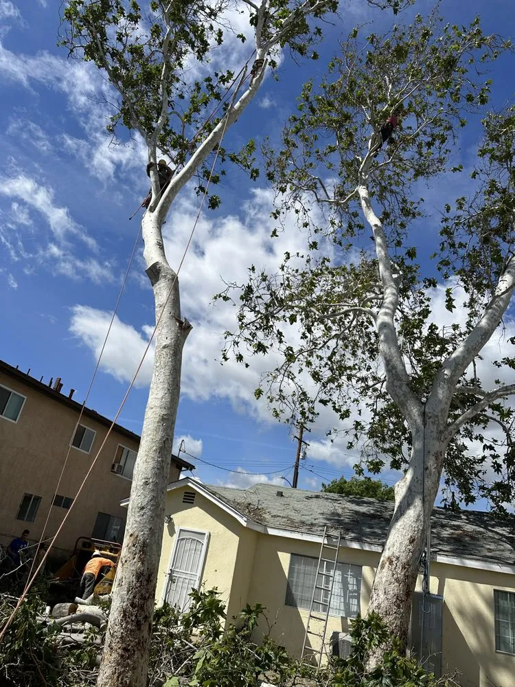 Affordable lawn care service with custom design across Los Angeles, CA - Zuniga's Tree Service