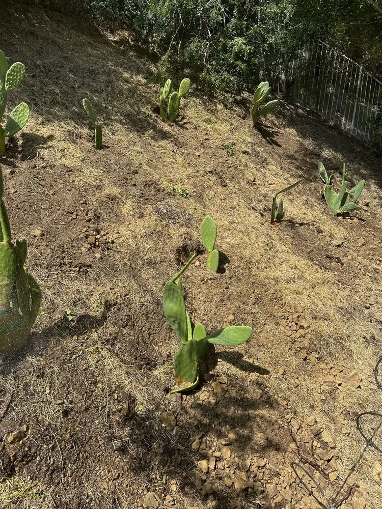 Custom lawn care service in Los Angeles, CA by Zuniga's Tree Service