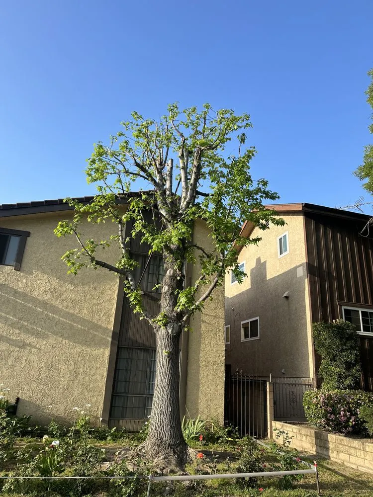 Top-rated lawn mowing service near you across Los Angeles, CA - Zuniga's Tree Service