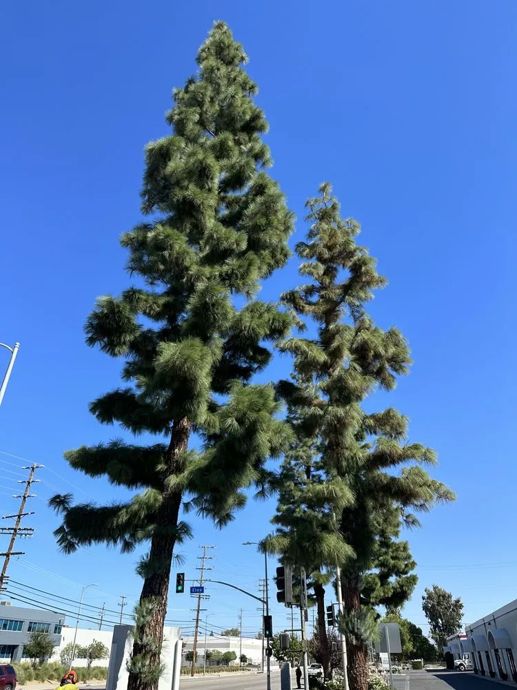 Professional yard cleanup service in Los Angeles, CA by Zuniga's Tree Service