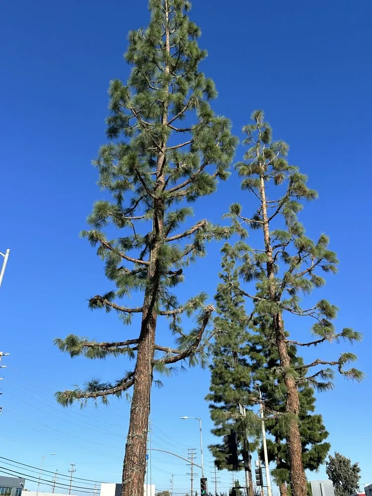 Affordable outdoor landscaping in Los Angeles, CA - Zuniga's Tree Service