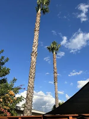 Zuniga's Tree Service Logo